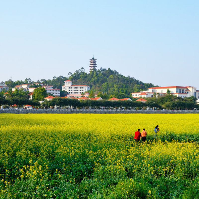 橋頭橋頭油菜花節(jié)